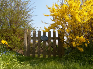Forsythie im Garten