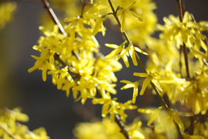 Blüten von Forsythia
