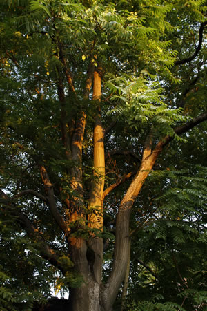 Götterbaum