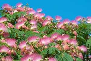 Seidenbaum