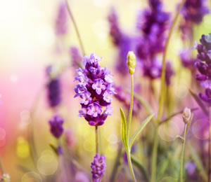 Lavendel