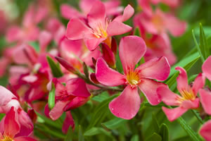 roter Oleander