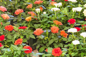 Rosensorten