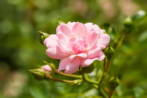 rosa Rosen