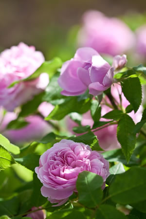 Rosen