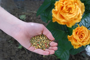 Rosen düngen