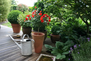 Rosen auf Terrasse
