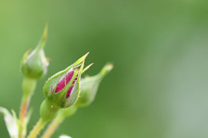 Knospen der Rose