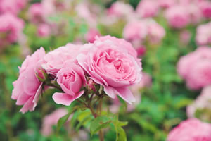 rosa Rosen