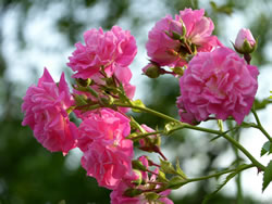 Rosen in lila