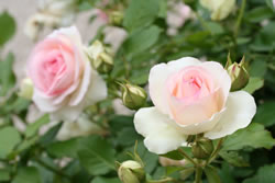 Rosen im Garten
