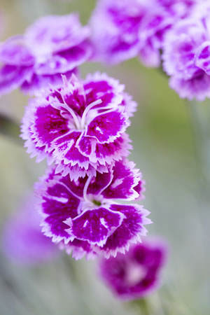 Dianthus barbatus lila