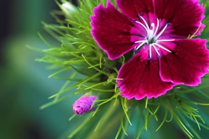 Blüte der Bartnelke