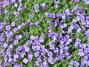Blaukissen