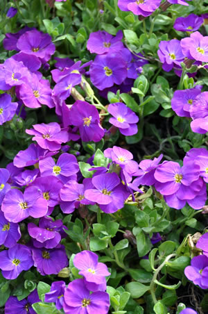 Blüten des Blaukissens
