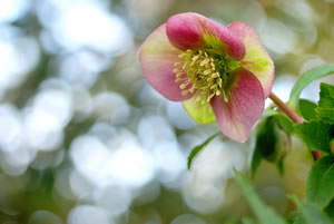 Blüte der Christrose