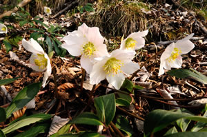 Christrosen im Wald