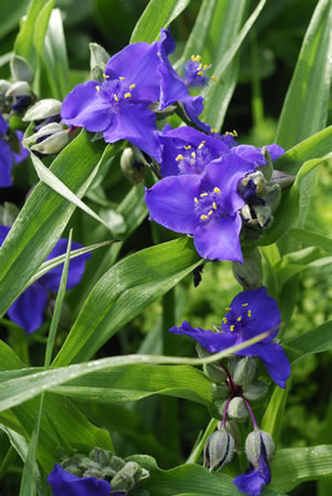 violette Tradescantia