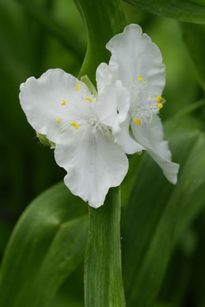 weiße Tradescantia