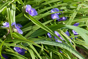 Dreimasterblume