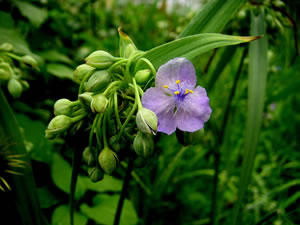 Zweig der Tradescantia