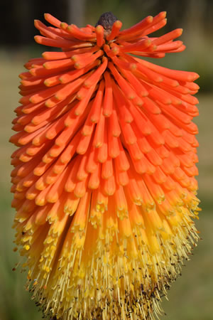 Blüte der Fackellilie