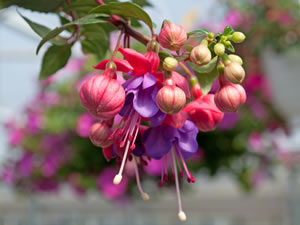 Fuchsie