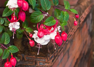 Fuchsie