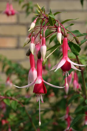 Fuchsia Pflanze