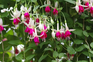 Fuchsie in weiß