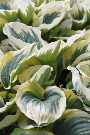 Hosta Sorte