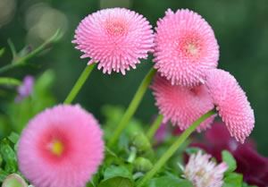 rosa Gänseblümchen