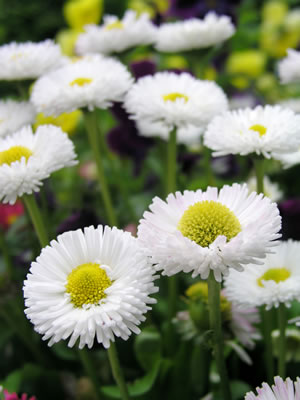 weißes Gänseblümchen