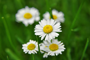 Gänseblümchen