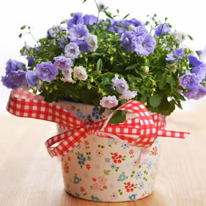 dekorierte Glockenblume