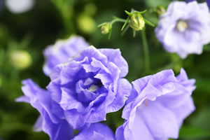 gefüllte Glockenblumen