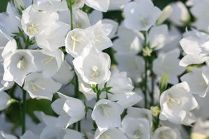 weiße Glockenblume