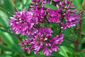 Hebenblüte
