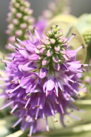 Blüte der Strauchveronika