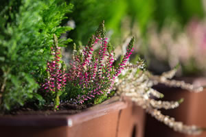 Heide im Blumenkasten