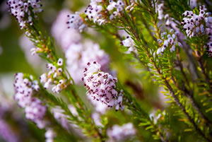 Blüten von Heidepflanzen