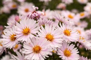 rosa Astern