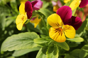 zweifarbige Blüten
