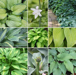 Collage der Hosta