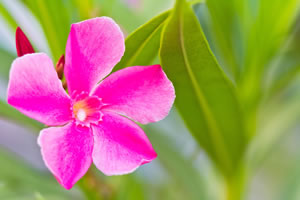 rosa Vinca minor