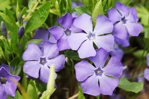 violettes Immergrün