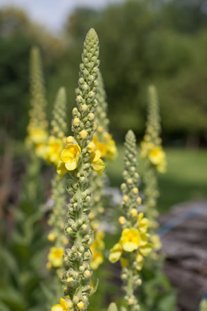 Königskerze im Garten