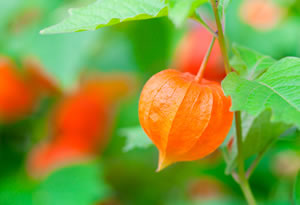 Lampionblume