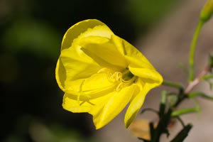Blüte der Nachtkerze