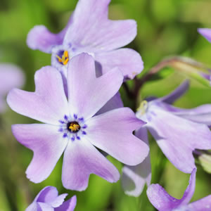 Blüte der Phlox-Sorte